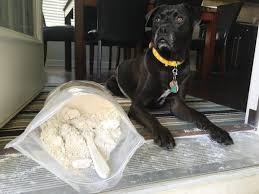 Why Should You Buy Diatomaceous Earth for Dogs from Reliable Sources Online?