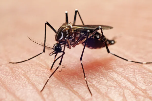 Why Mosquito Treatment Is Essential for Summer Comfort