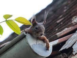 Top Methods for Eliminating Squirrels in the Attic