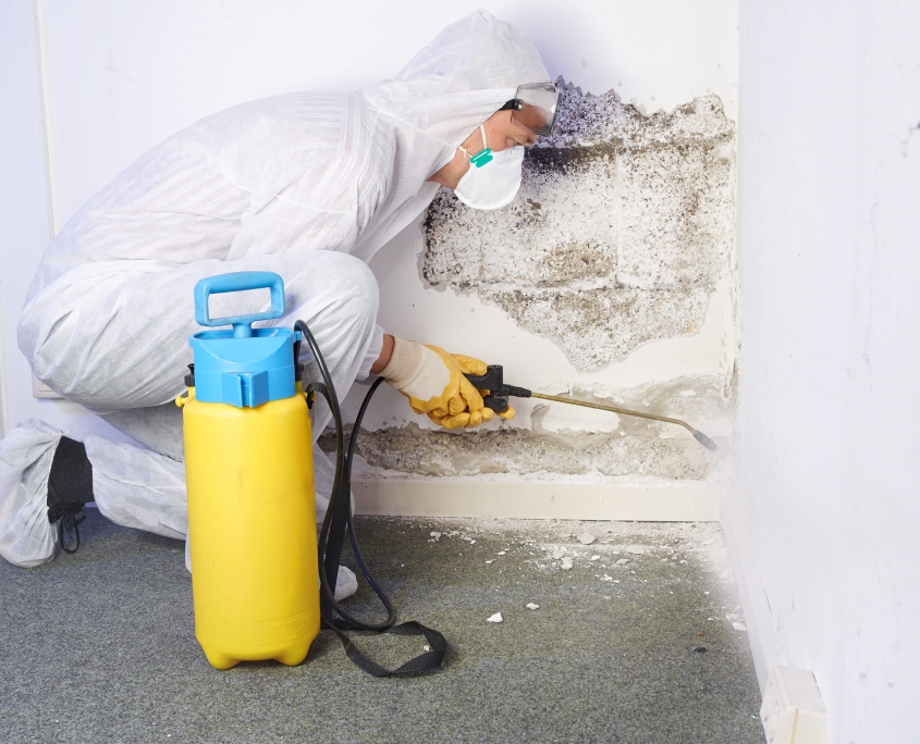 Top Reasons to Choose Professional Mould Removal Services in Brisbane