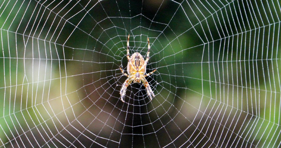 Spider Exterminator Insights: Effective Strategies for Homeowners