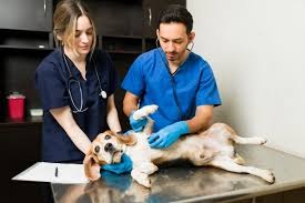 Understanding Pet Hospitalization: A Guide to Your Companion’s In-Patient Care