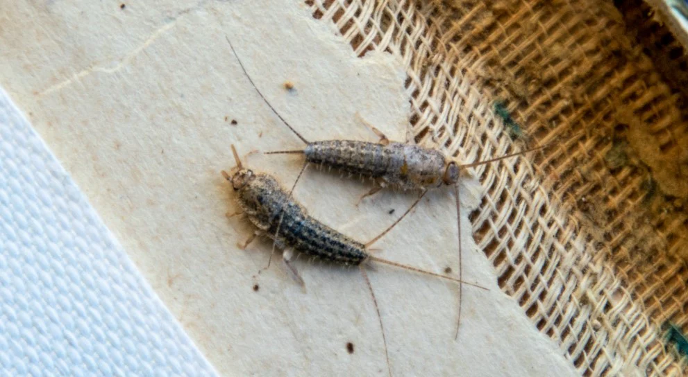 How to Identify and Eliminate Silverfish from Your Home