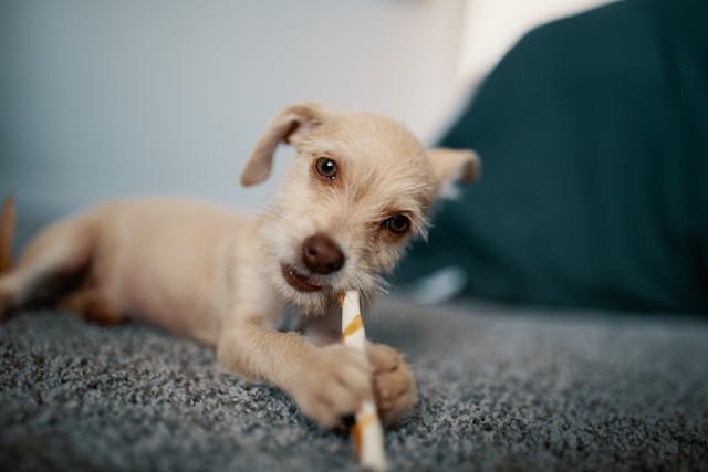 Enhancing Your Dog's Health with Natural Hemp Chews