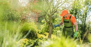 Benefits of Tree Health Assessments